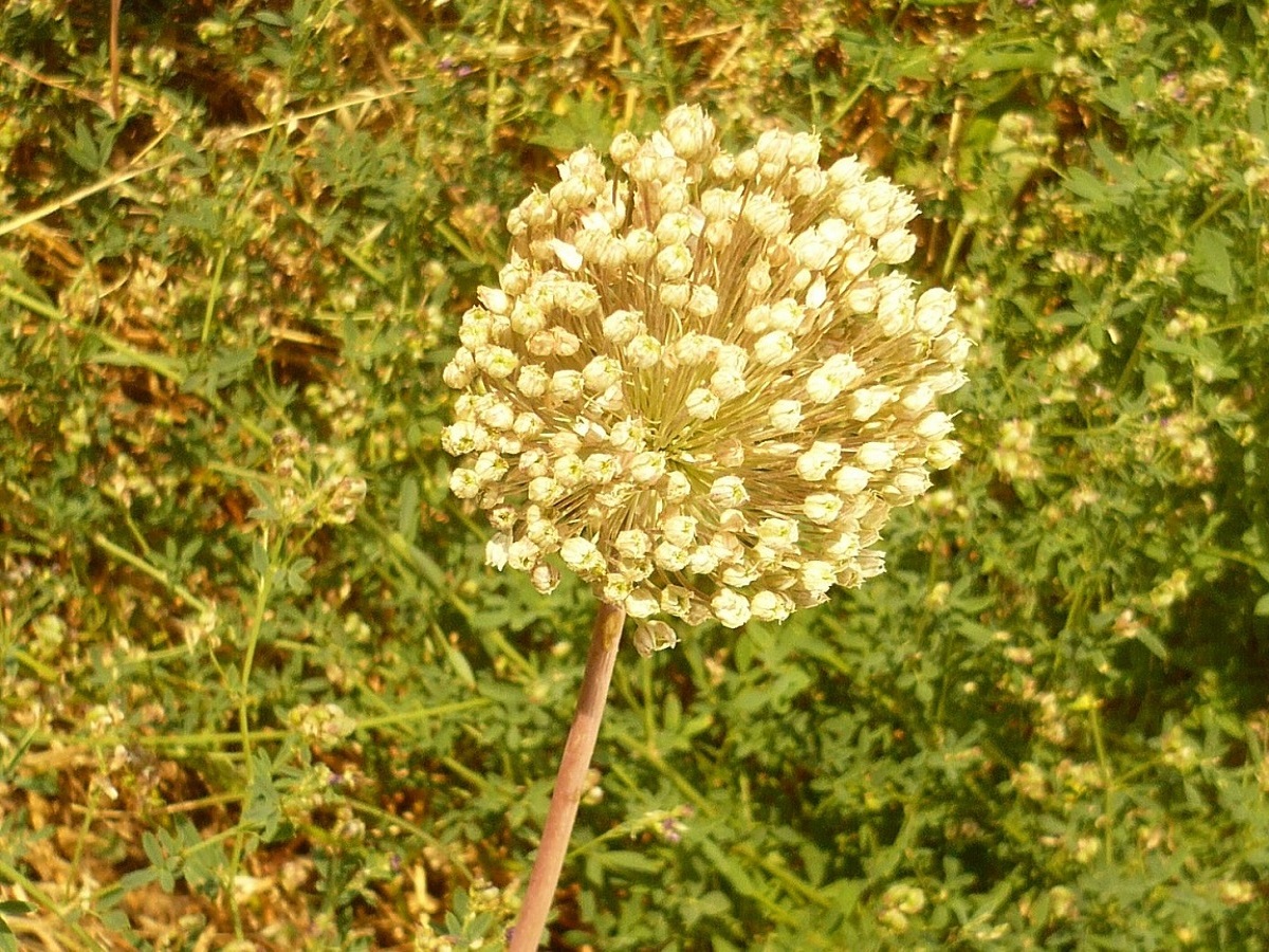 Allium ampeloprasum (Amaryllidaceae)